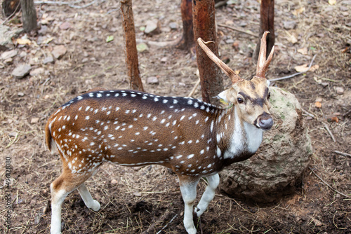 Fototapeta Naklejka Na Ścianę i Meble -  Chital, Cheetal, Spotted deer, Axis deer, National Park in Thailand.