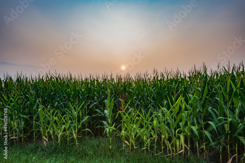 Edge of Corn Field at Early Morning