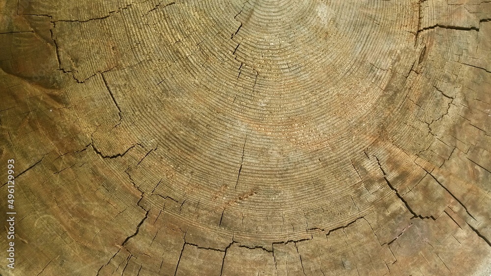 Naklejka premium Close-up dried out and cracked tree trunk Abstract texture of a cracked tree, texture heartwood background. Wood texture for background.