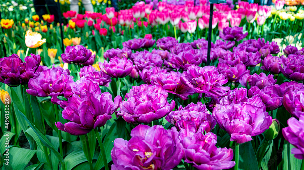 Dutch blooming tulip fields in the spring near Amsterdam, Netherlands