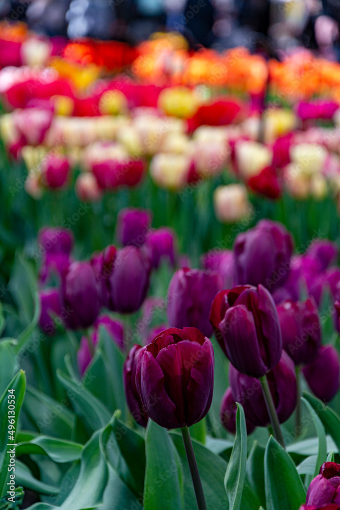 Dutch blooming tulip fields in the spring near Amsterdam, Netherlands Dutch blooming tulip fields in the spring near Amsterdam, Netherlands