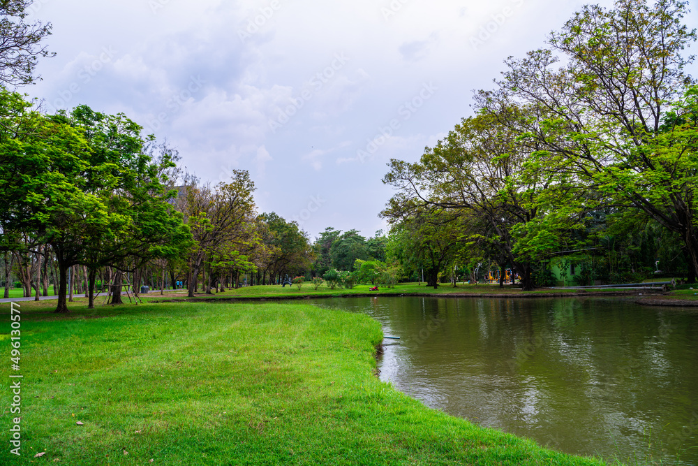 Green meadow grass in city park with tree forest Green meadow grass in city park with tree forest
