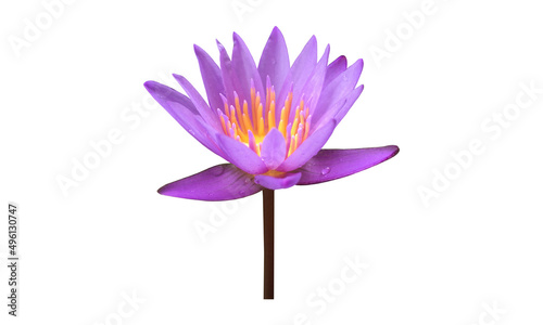 Isolated waterlily or lotus plants with clipping paths. 