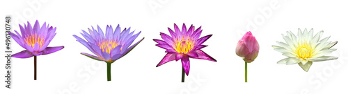 Isolated waterlily or lotus plants with clipping paths. 