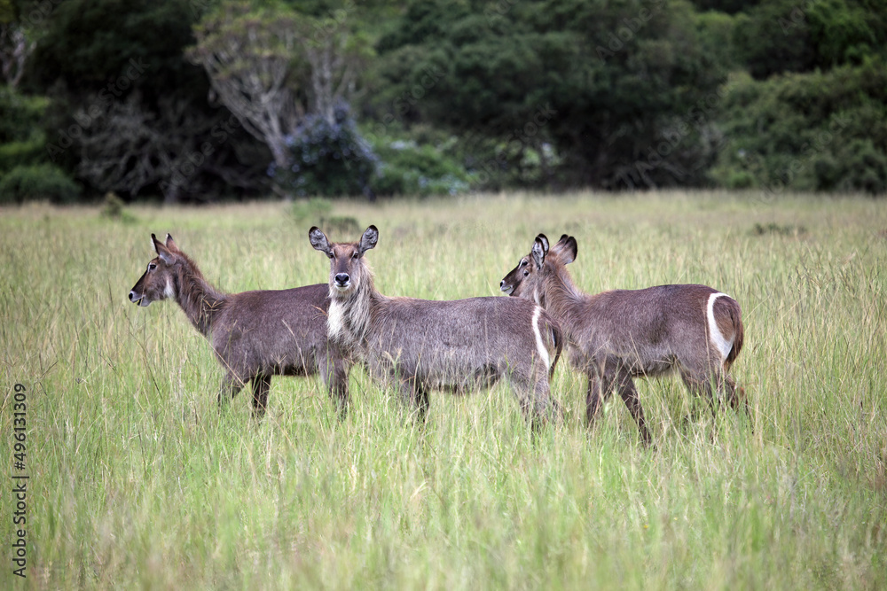 Fototapeta premium Three waterbuck, Eastern Cape, South Africa