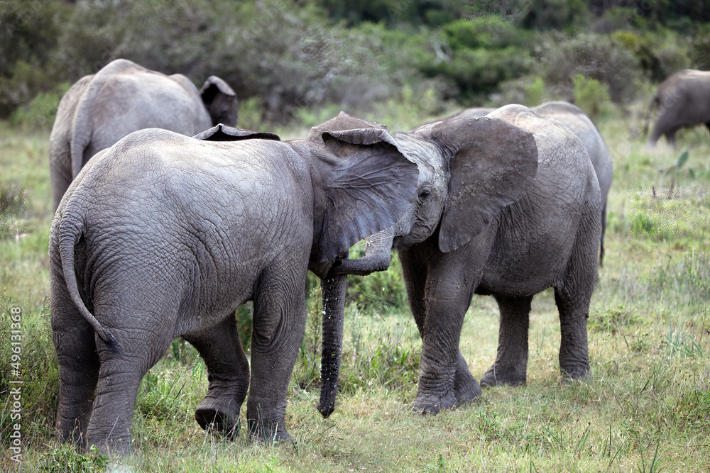 Ταπετσαρία Young elephants playing and flapping ears, Eastern Cape, South Africa