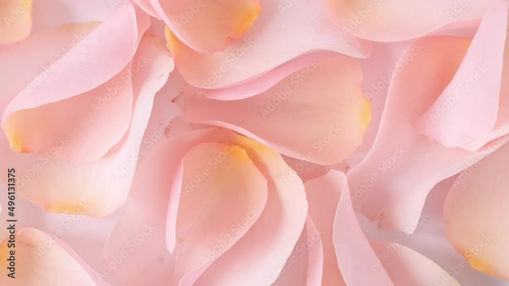 Rose pink petals rotating. Slow motion. Macro shot. Holiday backdrop, Valentine's Day concept. High quality 4k footage Rose pink petals rotating. Slow motion. Macro shot. Holiday backdrop, Valentine's Day concept. High quality 4k footage