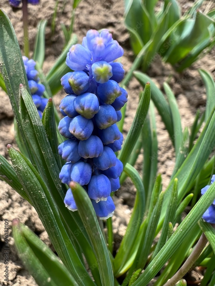 Fototapeta premium blue hyacinth flower spring