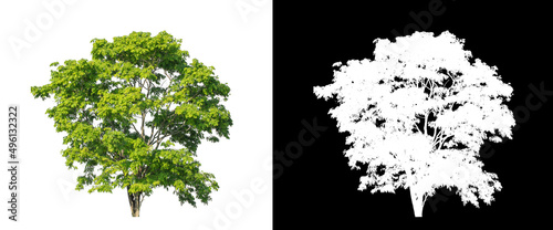 Tree on transparent picture background with clipping path, single tree with clipping path and alpha channel on black background © Sarawut