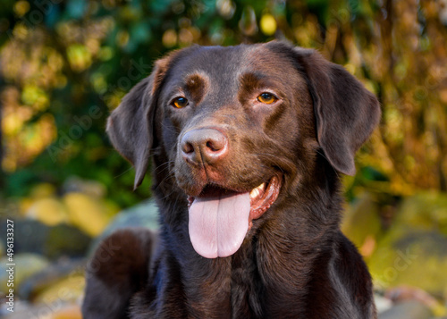 Wallpaper Mural Hund Torontodigital.ca