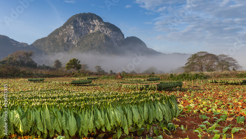 Photography tobacco plantation
