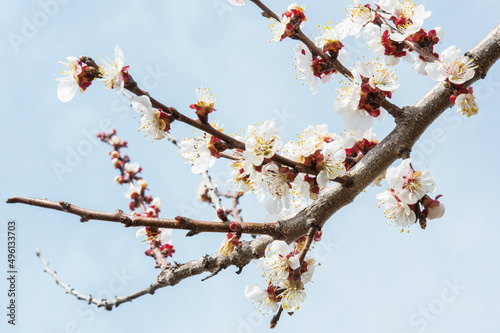flowering branch of fruit dever. For an article about spring, flowering, printing on a calendar. 