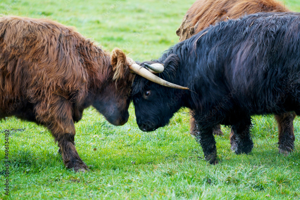 scottish highland cow