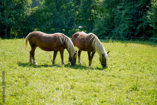 horse in the meadow