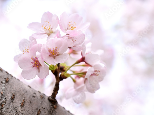 Close up Somei-Yoshino cherry blossoms