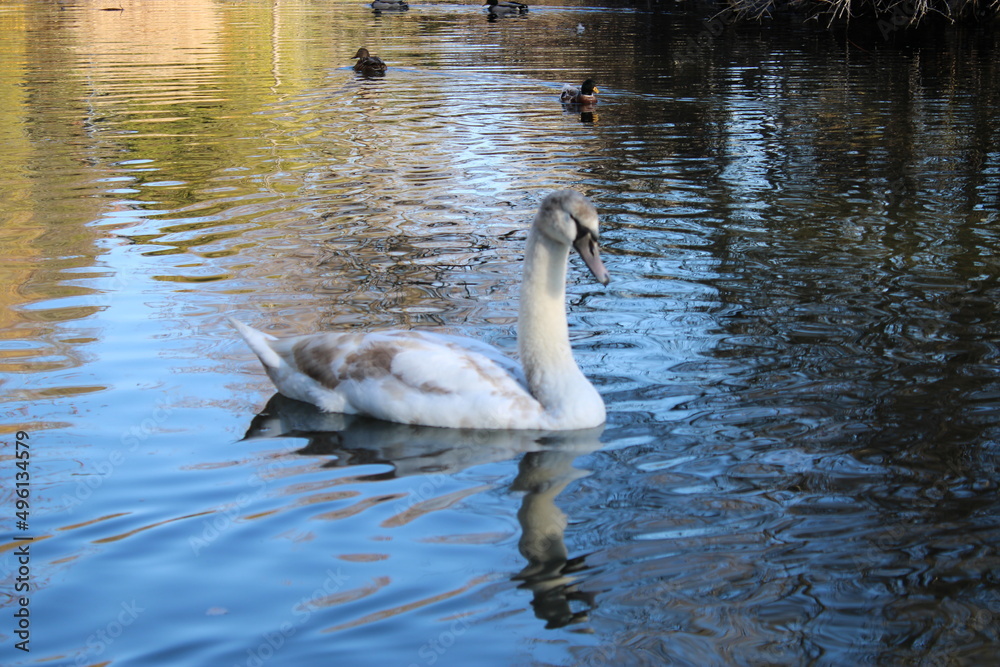 Fototapeta premium swan lake animal swans macro