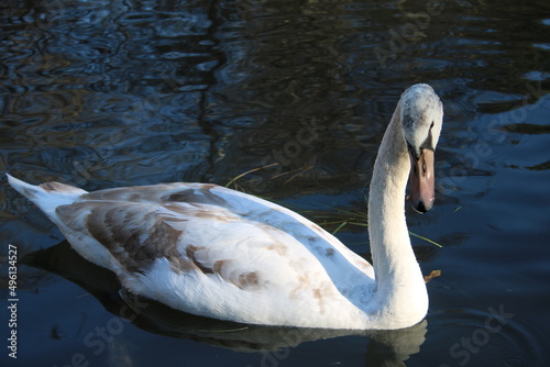 swan lake animal swans macro
