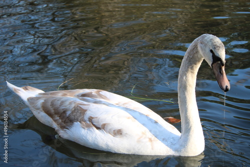 swan lake animal swans macro