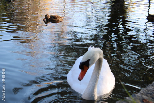swan lake animal swans macro