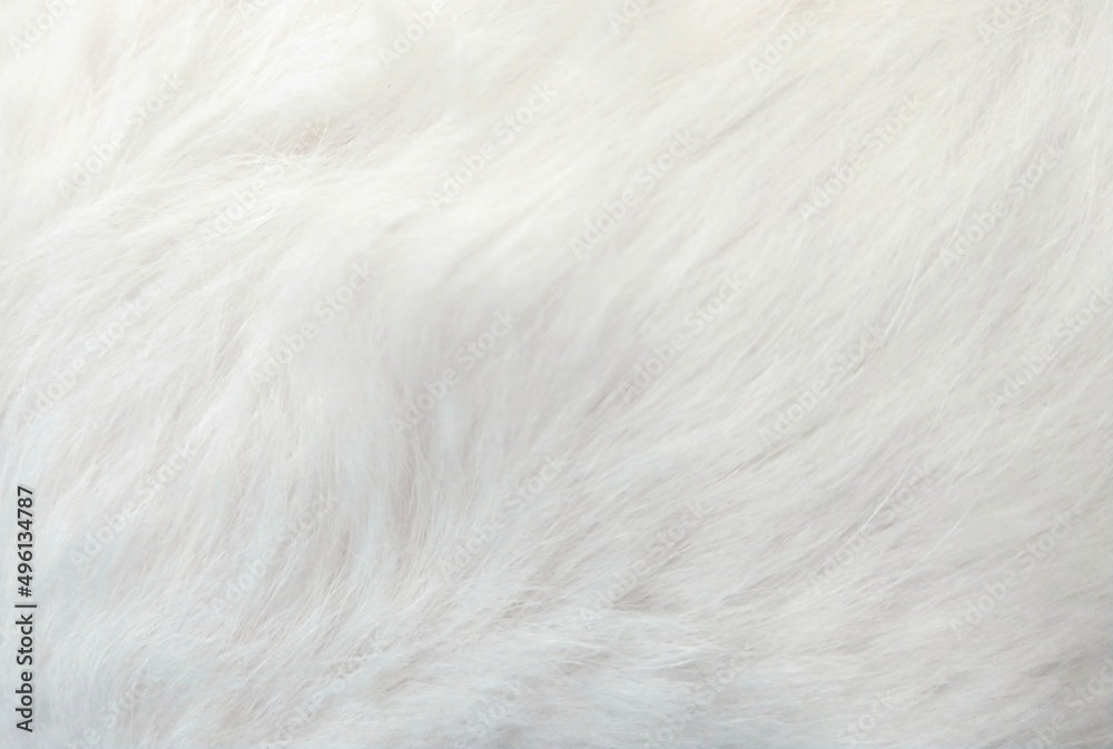 close up of white fluffy feathers close up of white fluffy feathers