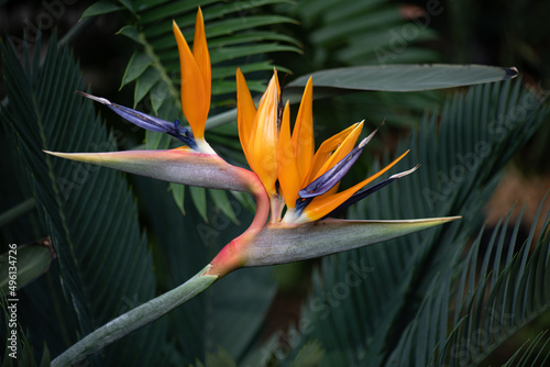 Beautiful colours of the bird of paradise