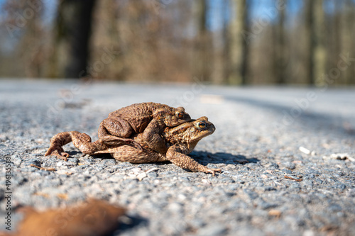 Erdkrötenpaar bei der Überquerung einer Straße