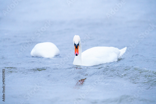 Two white swans swimming on river in Netehrlands. Concept of wild nature and birds. photo