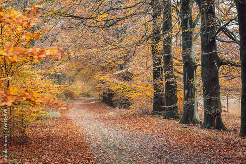 Empty road leading through fall foliage forest