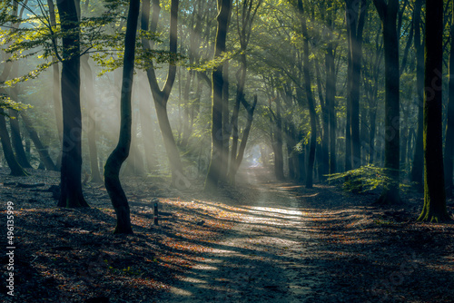 Light of the rising sun falls on the forest path in foggy dawn photo