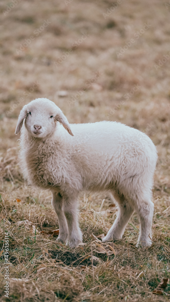 Obraz premium rams in the pasture