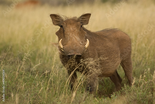 Warthog © Hanlie