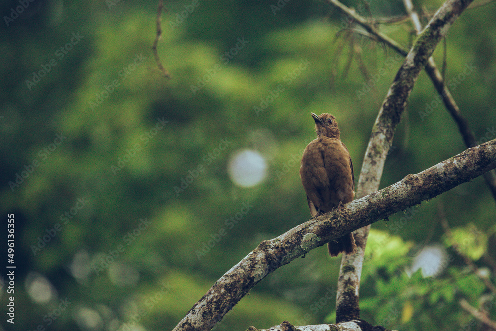 Clay coloured robin bird perched in the jungle Clay coloured robin bird perched in the jungle