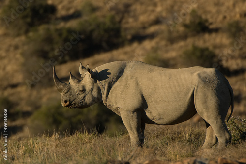 Black rhinoceros © Hanlie
