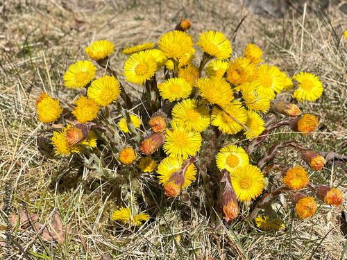 Fotografie Coltsfoot, Tussilago Farfara