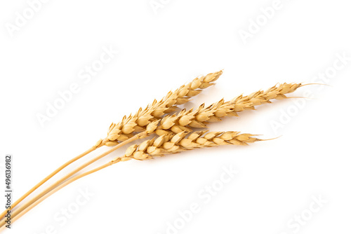 Three spikelets of wheat close-up on a light background.