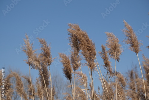 Common reed in the wind, early spring dry plants, blue sky background