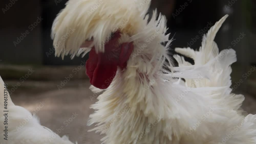 A funny hen/Une drôle de poule