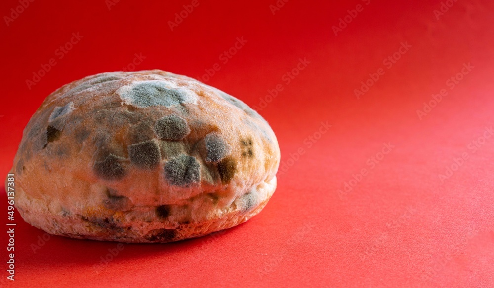 Closeup photo of moldy bread. Rotten bread on red background with space for text. Concept of wasting food. Closeup photo of moldy bread. Rotten bread on red background with space for text. Concept of wasting food.