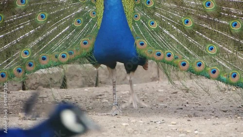 The peacock cartwheeling/La paon faisant la roue photo
