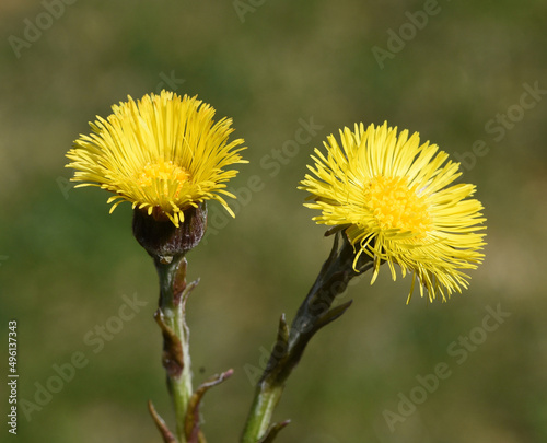 Photos Coltsfoot, Tussilago Farfara