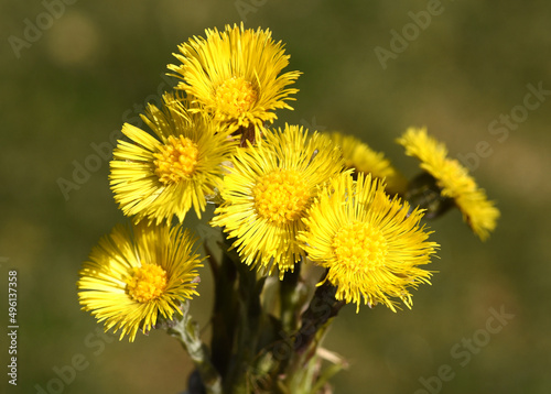 Coltsfoot, Tussilago Farfara