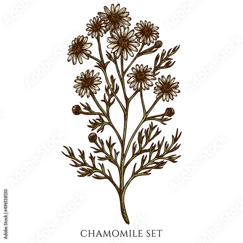 Tea herbs hand drawn vector illustrations collection. Colored chamomile.