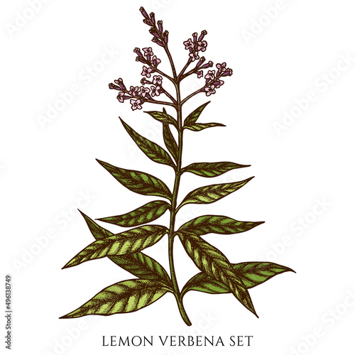 Tea herbs hand drawn vector illustrations collection. Colored lemon verbena. photo
