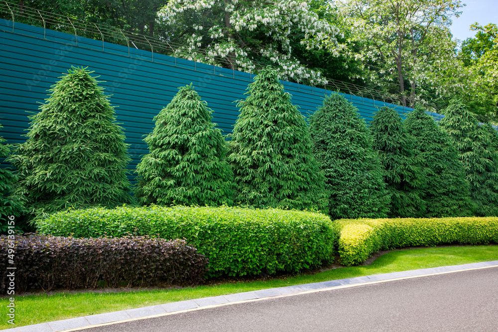 roadside asphalt road with drainage canal with green plants deciduous bushes and pine trees.