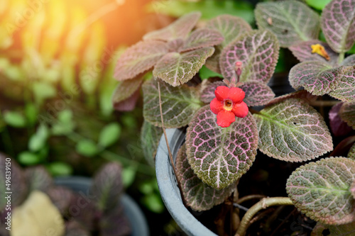 Closeup of Beautiful Red Flowers are blooming in the garden with nature background. 