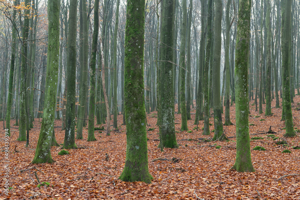Bare tree trunks in the beech forest.