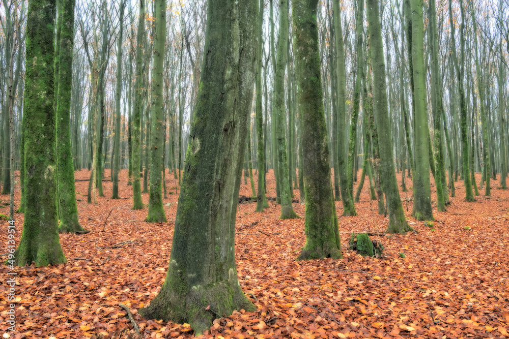 Bare tree trunks in the beech forest.