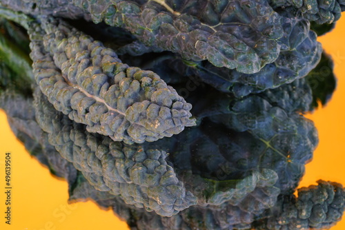 Close-up view of the texture of lacinato kale (dinosaur kale) leaves photo