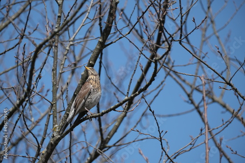 Song thrush on a branch in nature, bird in a natural environment in the wild.