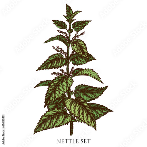 Tea herbs hand drawn vector illustrations collection. Colored nettle.